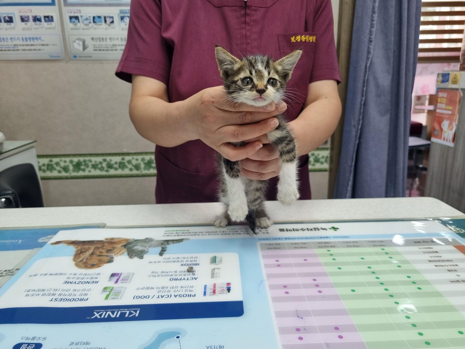 한국 고양이 이미지 파일 입니다.